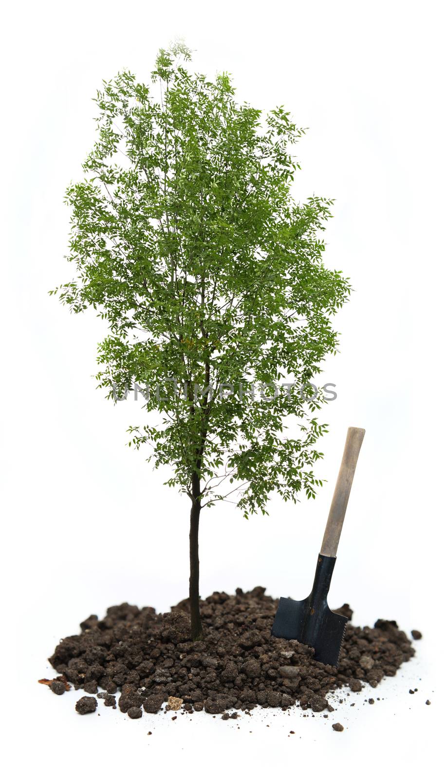 Green ash tree with a shovel