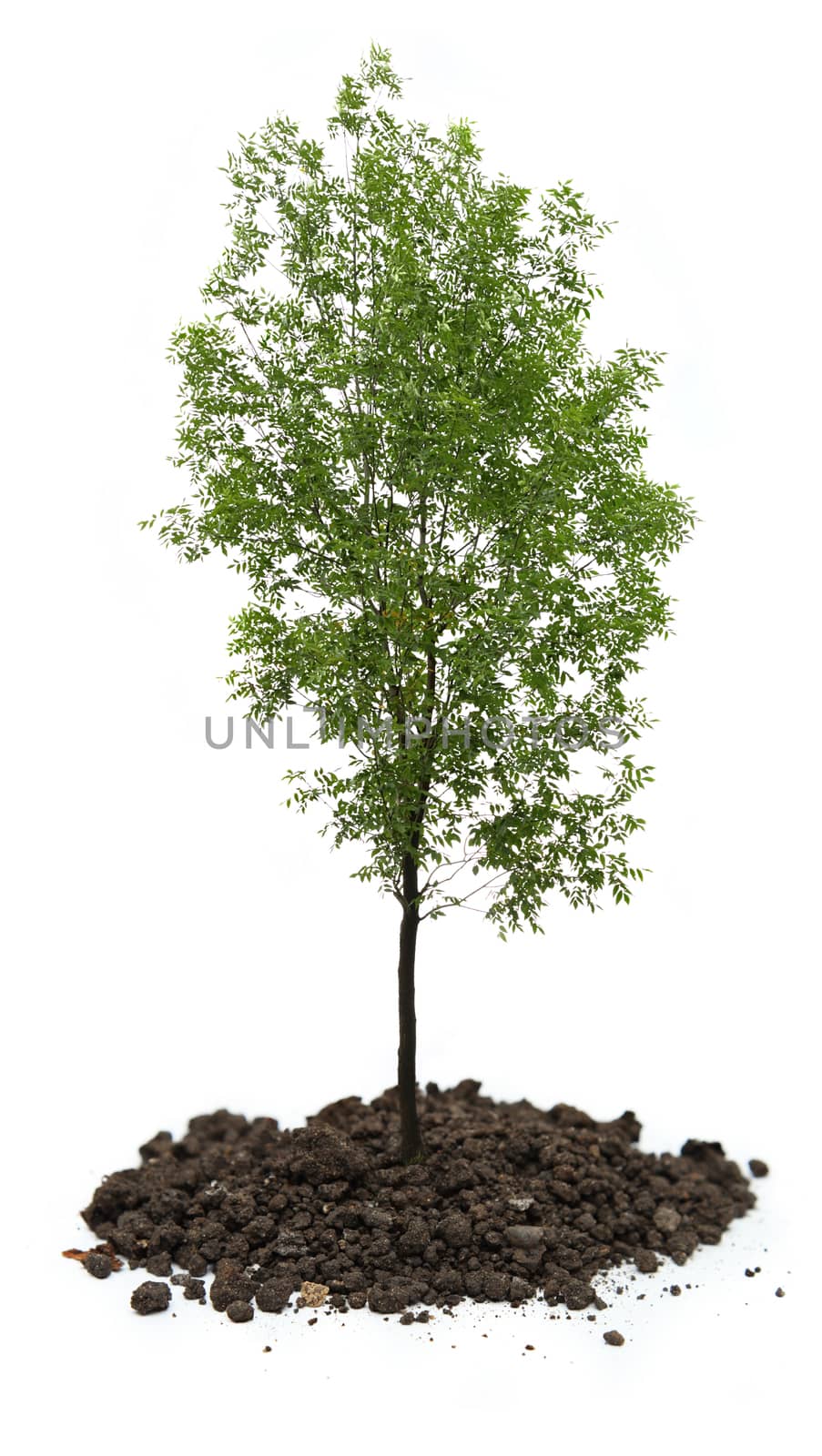 Green ash tree on white background