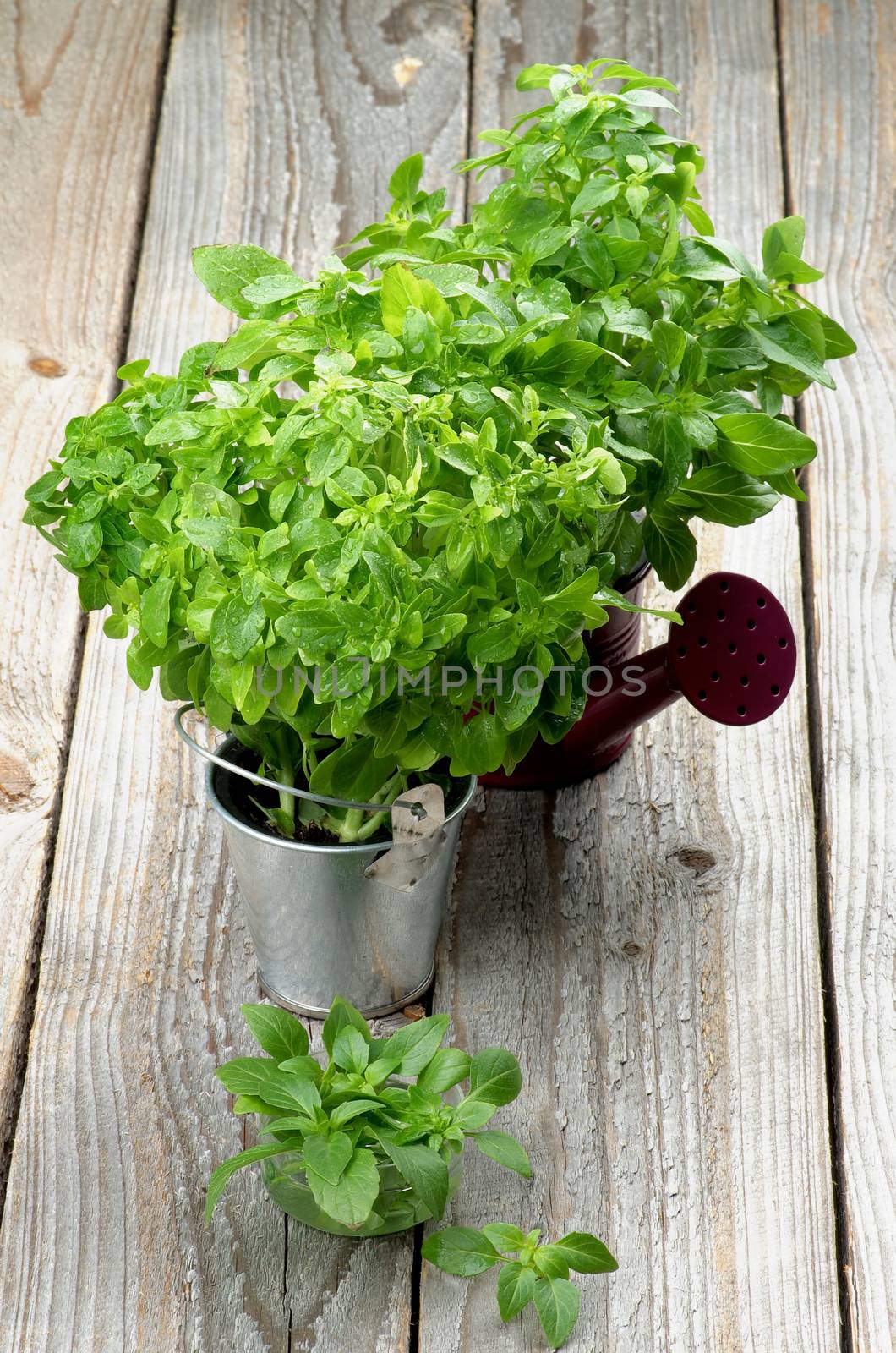 Arrangement of Fresh Raw Green Basil Leaves with Water Drops in Purple Watering Can, Tin Bucket and Bowl closeup on Rustic Wooden background