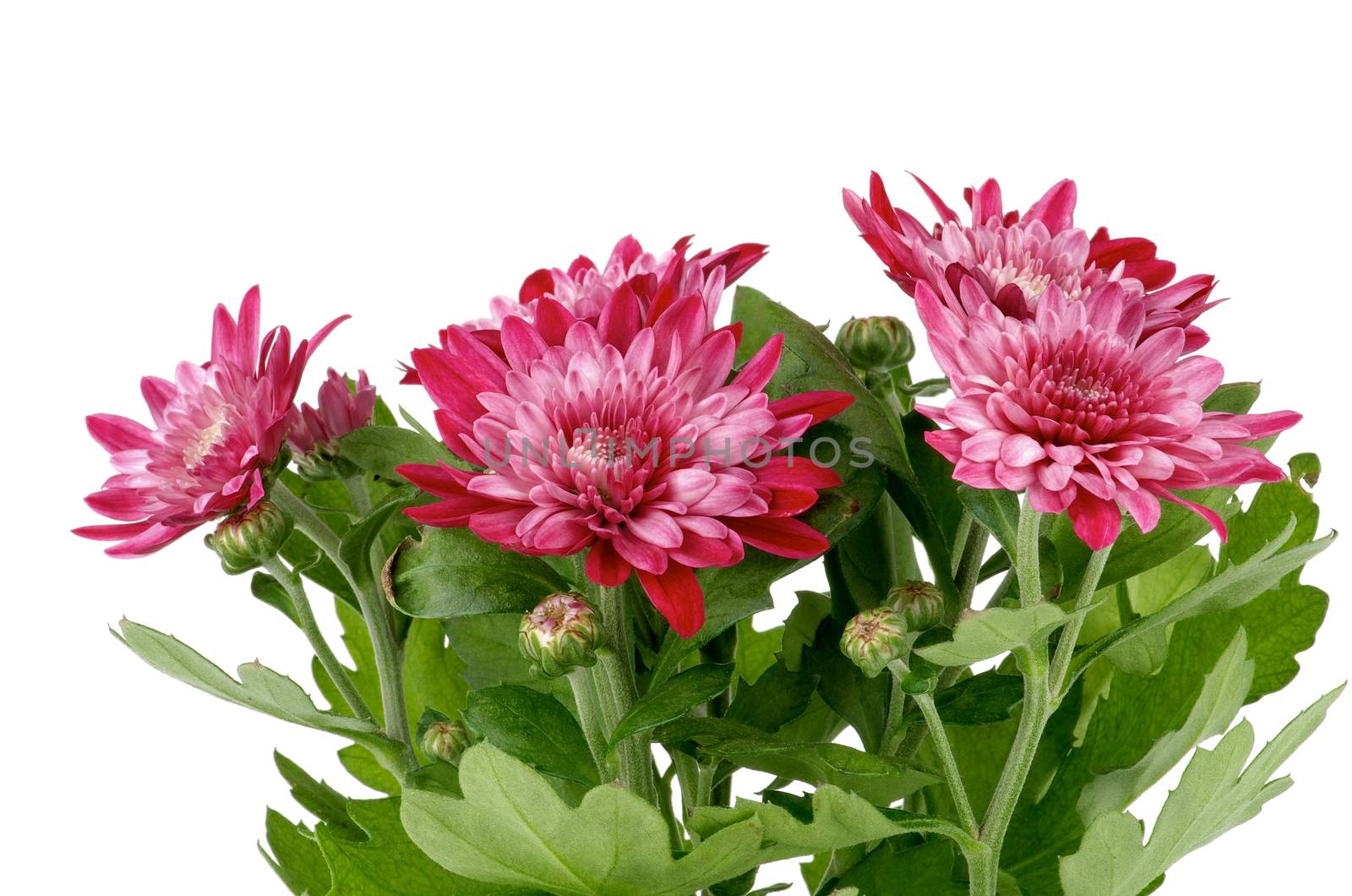 Bunch of Beauty Pink Chrysanthemum with Leafs and Buds isolated on white background