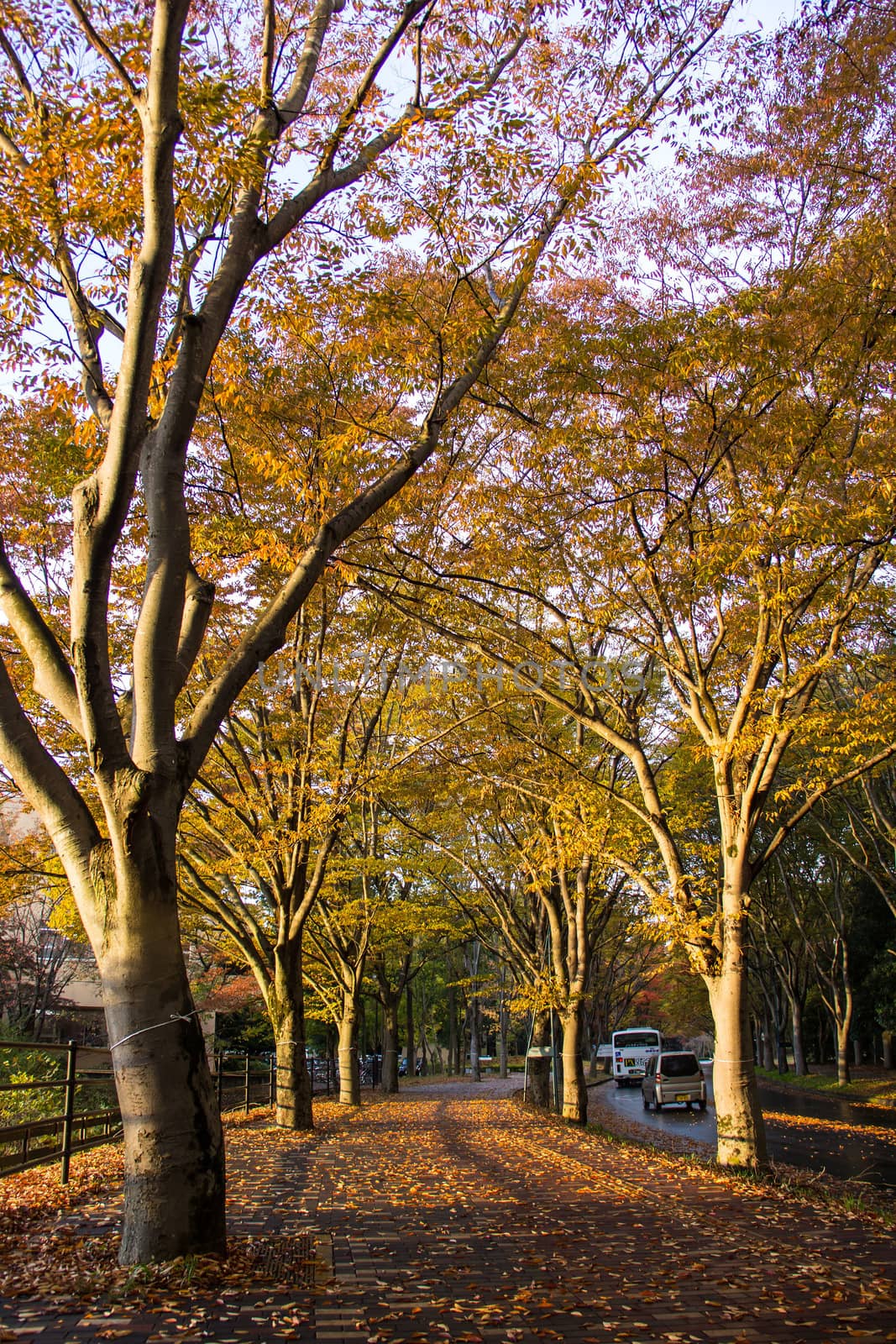 Tunnel from trees growing and road path