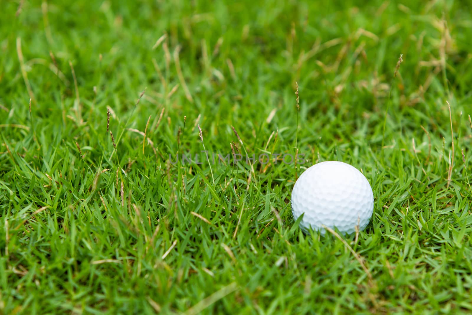 Golf ball on the green grass background