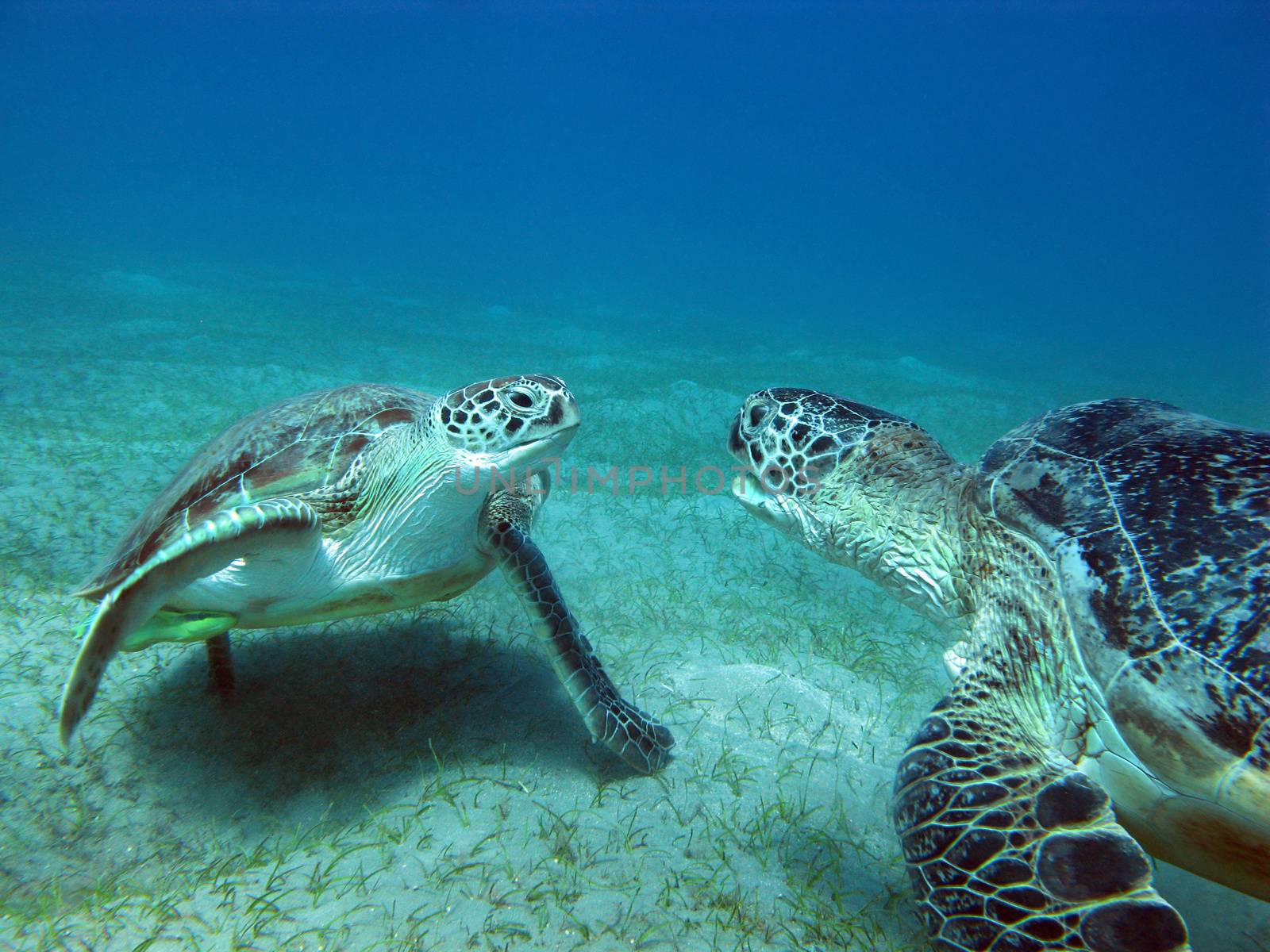 couple of  sea turtles on the bottom of tropical sea on a background of blue water by mychadre77