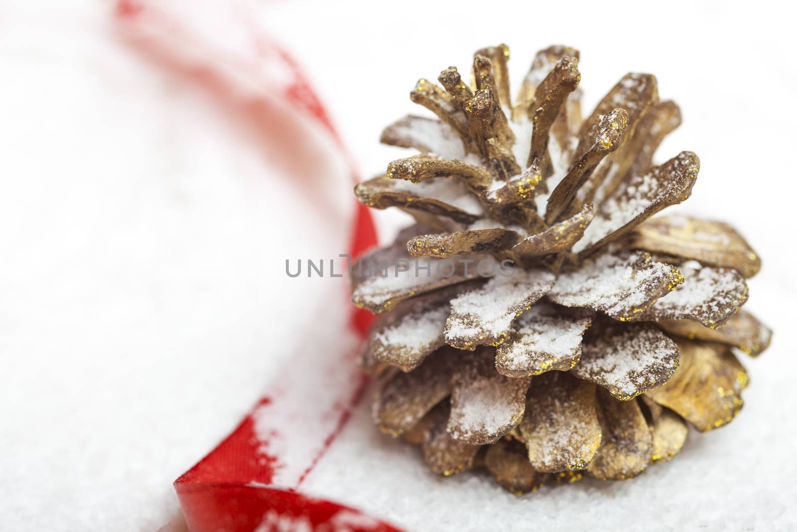 pine cone on the snow by anelina