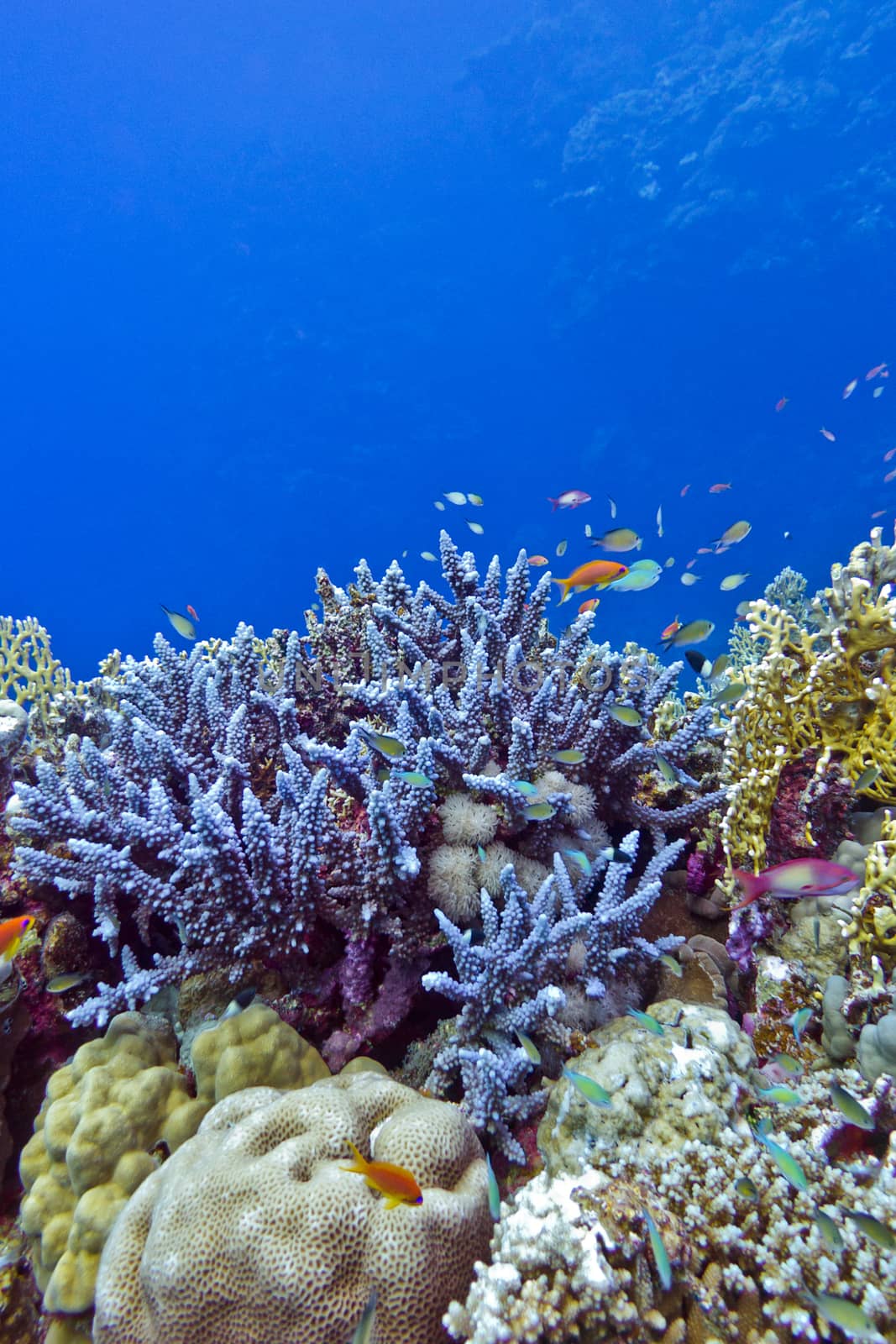 coral reef with  blue hard corals at the bottom of tropical sea on a background of blue water