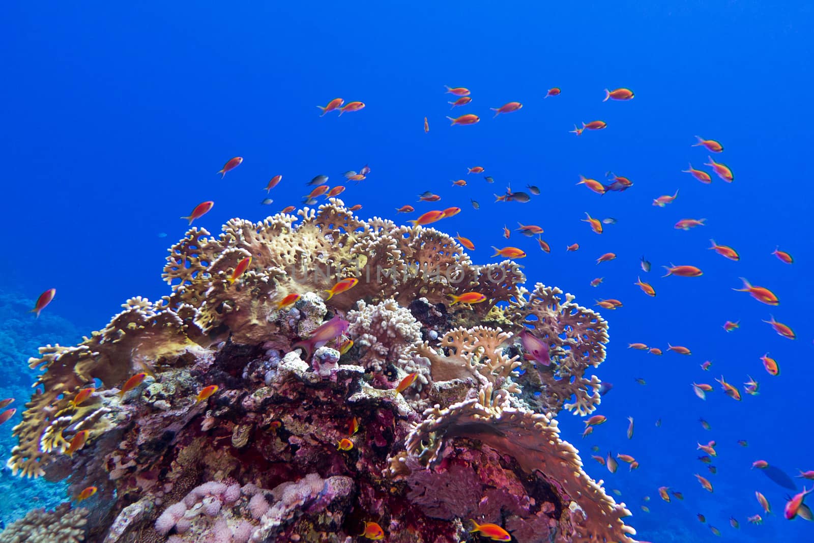 coral reef at the bottom of tropical sea with exotic fishes anthias and fire coral on blue water background by mychadre77