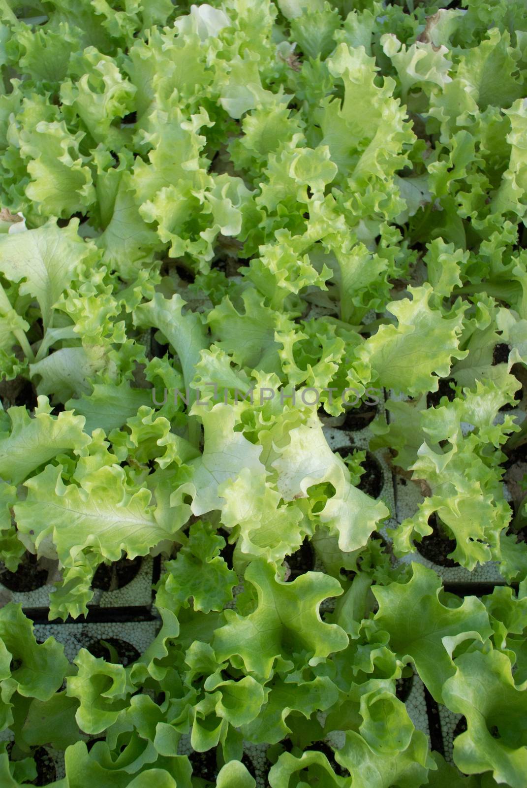 green lettuce Lollo in greenhouse