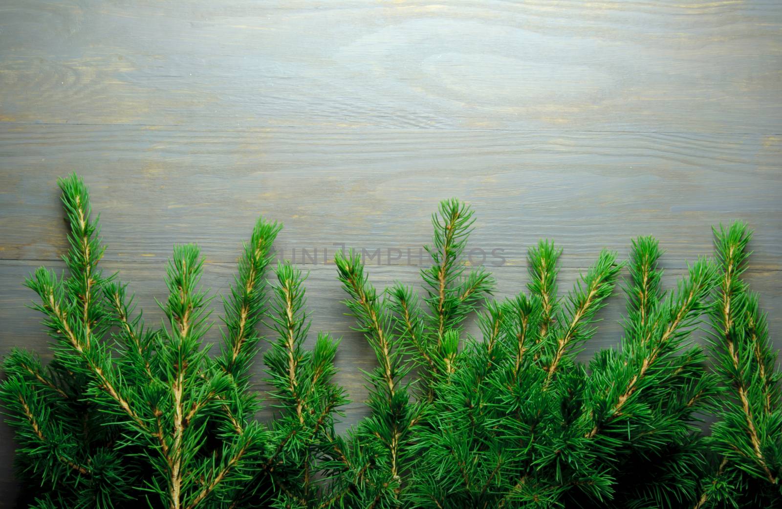 Christmas tree border made of fir branches 