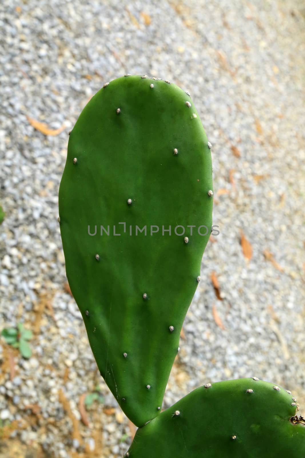 leaf of cactus by kaidevil