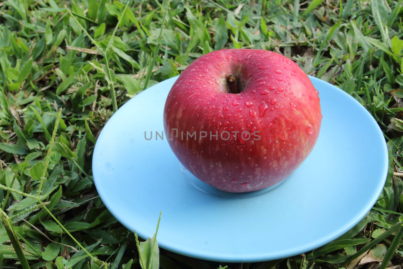 red apple on blue dish by kaidevil