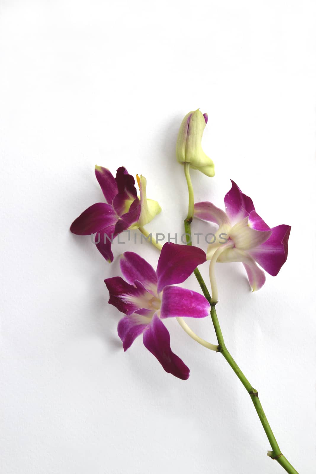 Branch of purple orchids on white background.