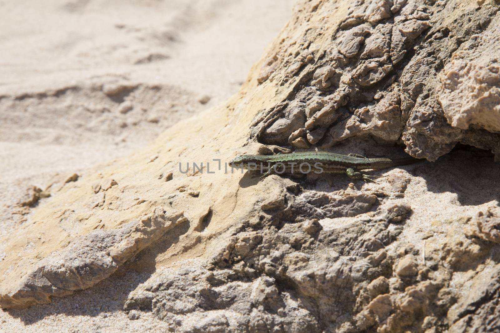 lizard on sandy rock in a beach of Asturias Spain