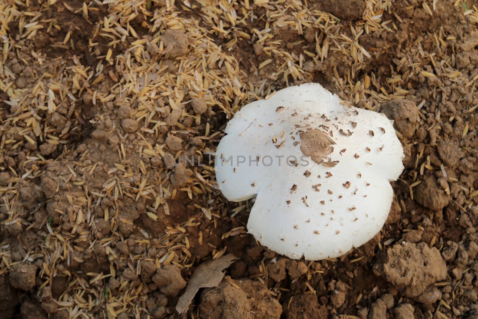 white mushroom 2 by kaidevil