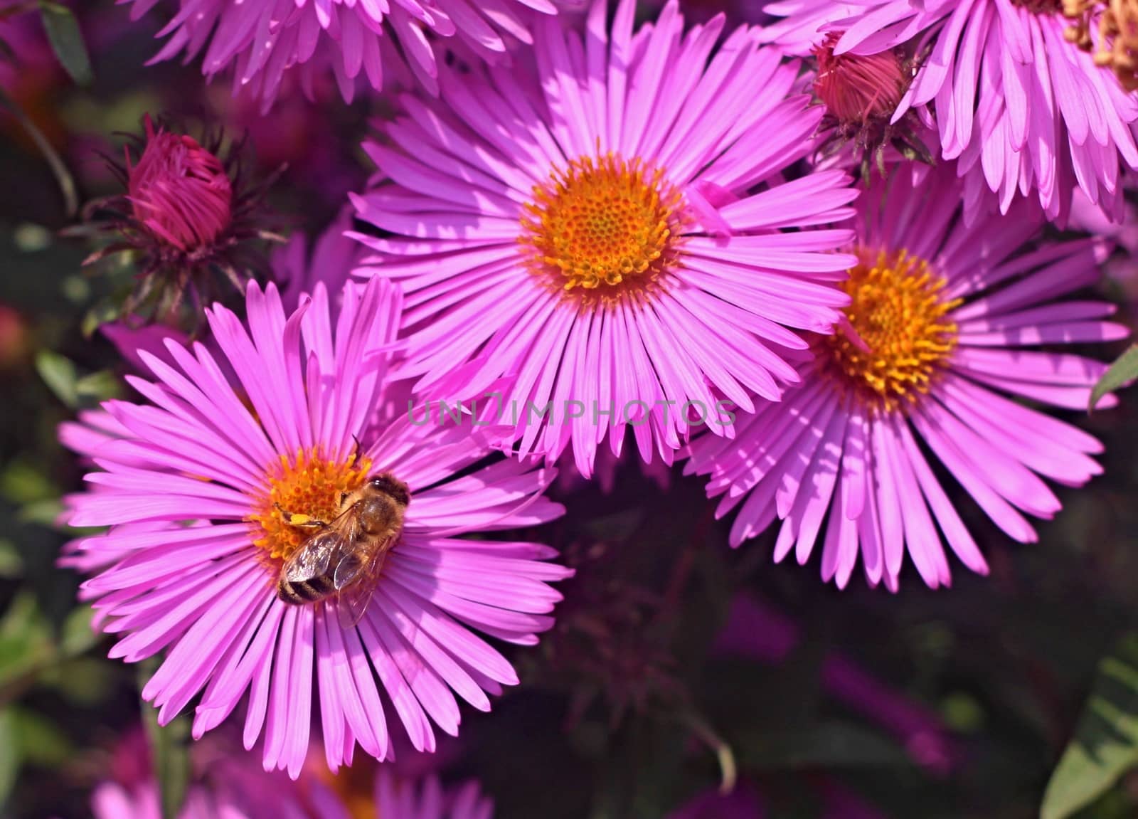 Bee on violet  flower of dahlia in the garden
