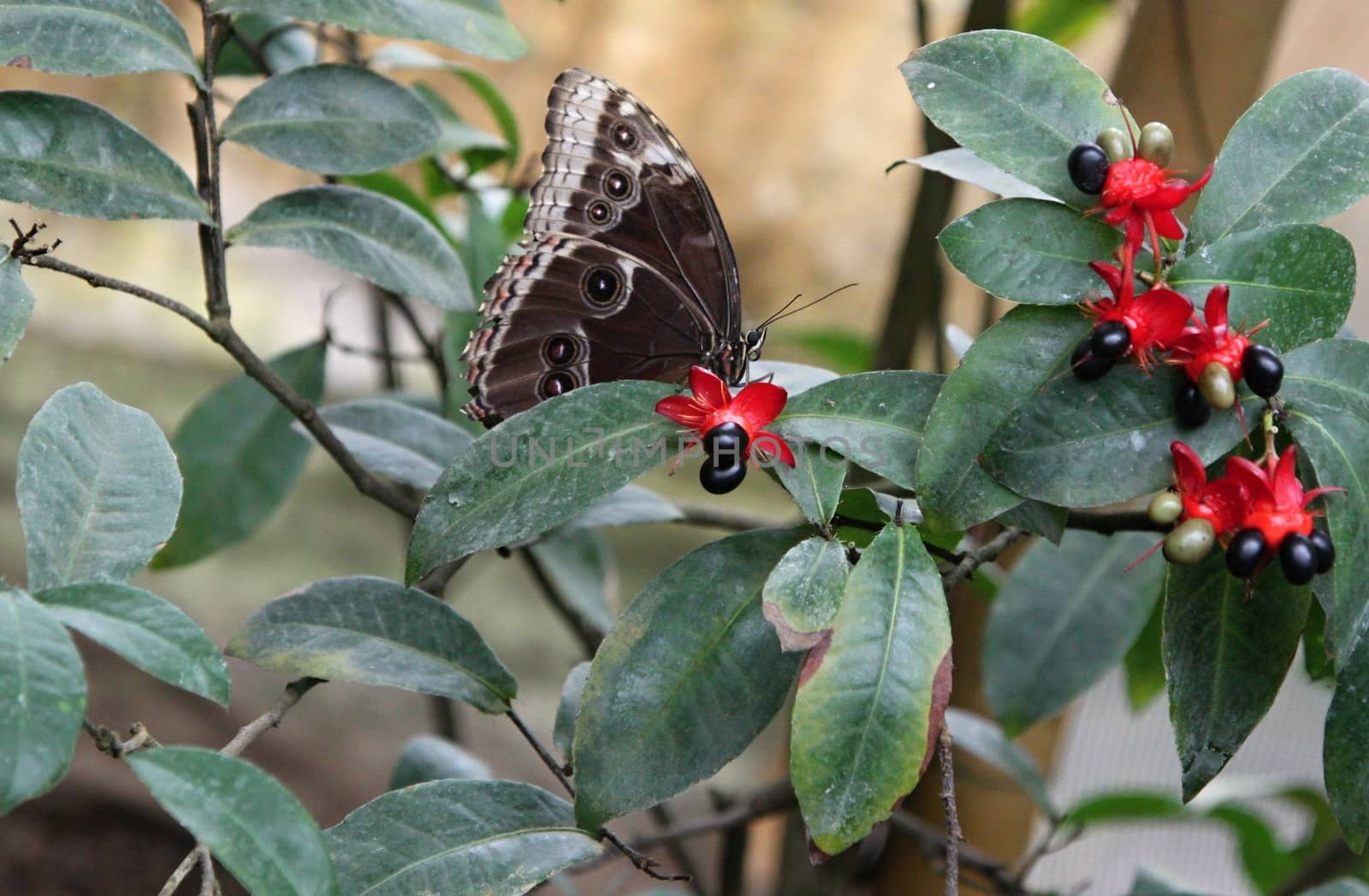 Brown butterfly on green leaves with red flowers