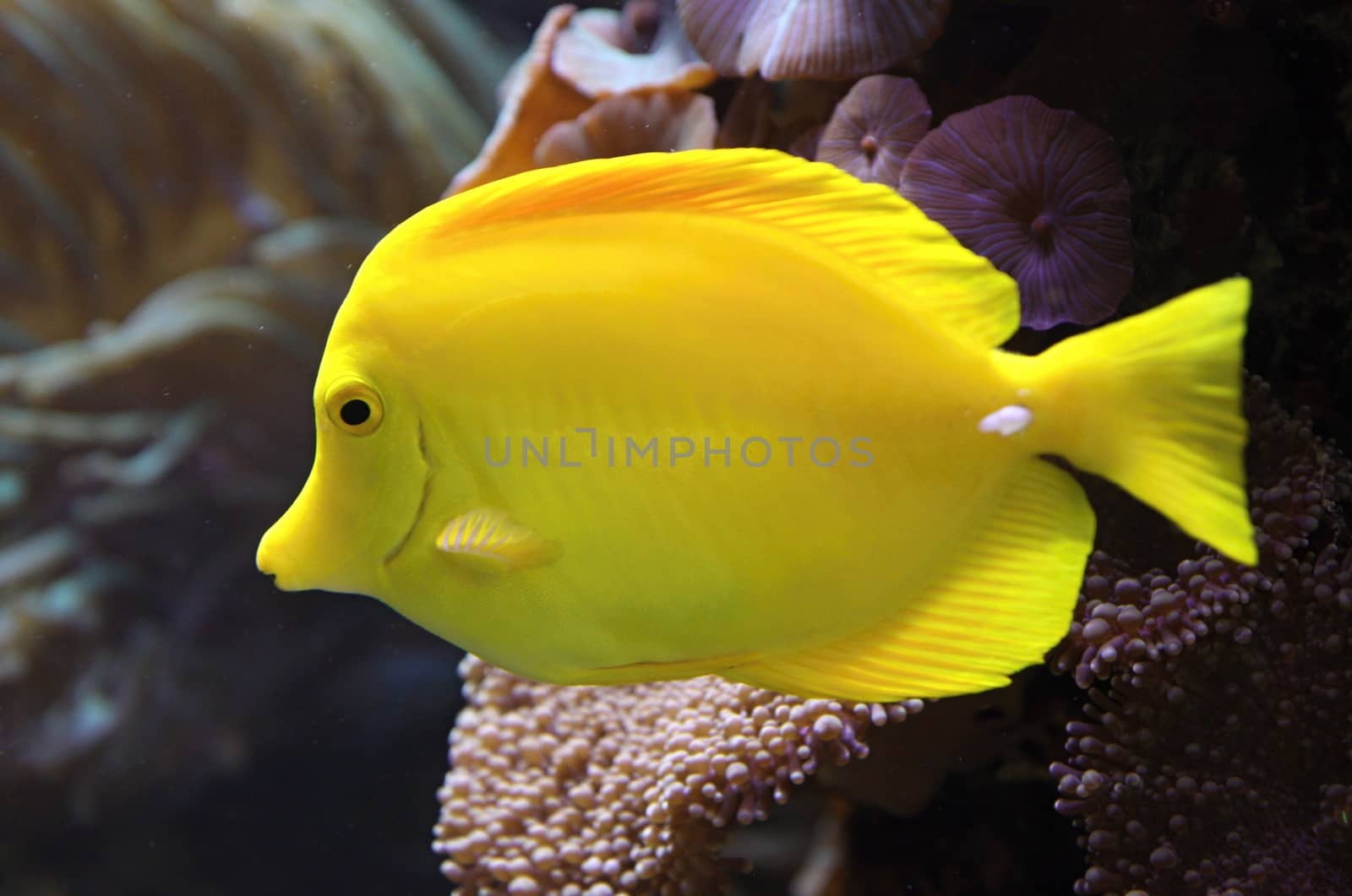 Yellow Tang fish (Zebrasoma flavescens) and corals on background
