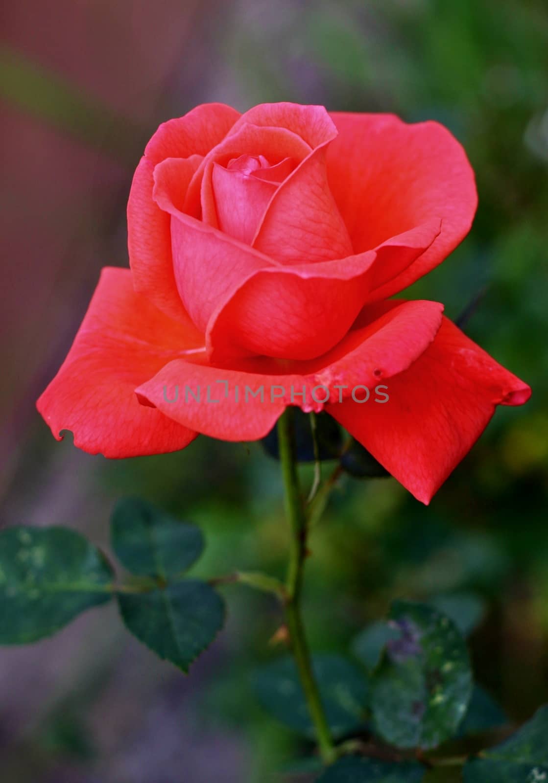 Beautiful rose and green leaves on the background