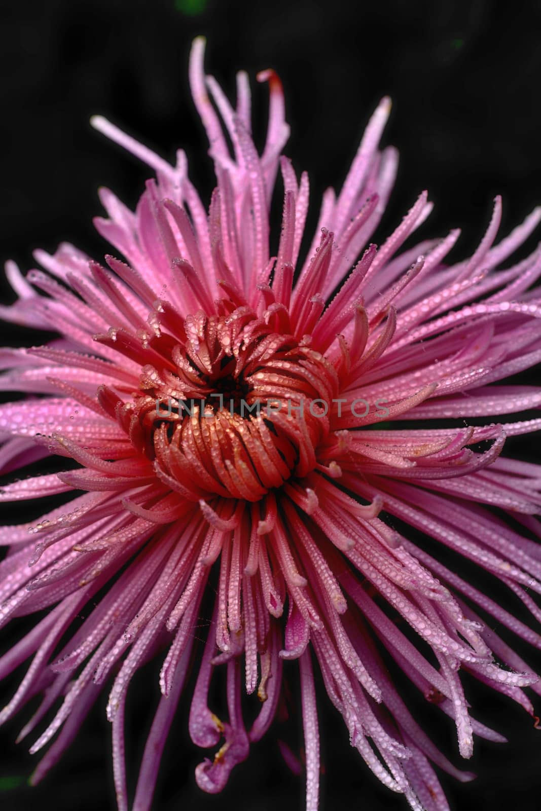 Violet dahlia in the rain and black background
