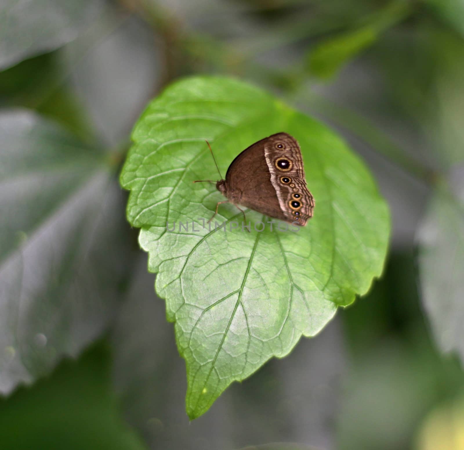 Brown butterfly on green leaves by jnerad