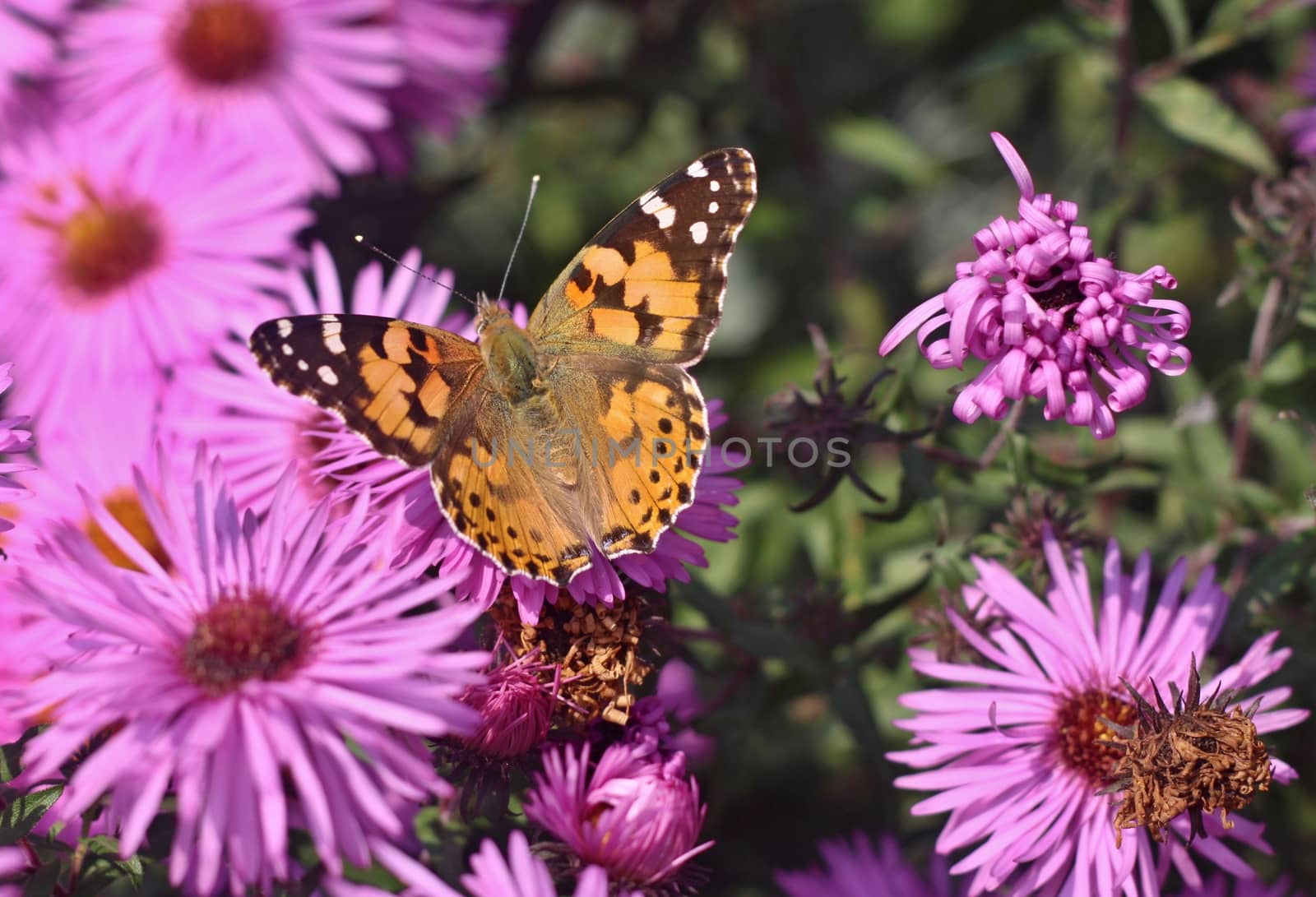 Butterfly on violet  flower of dahlia in the garden