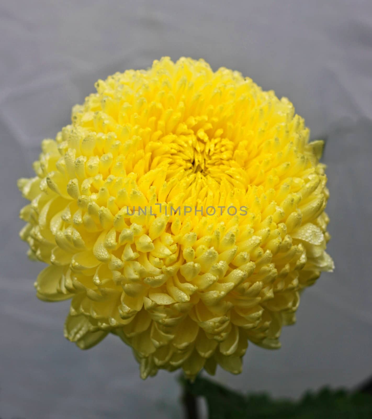 Yellow dahlia in the rain and whitte  background with leaves