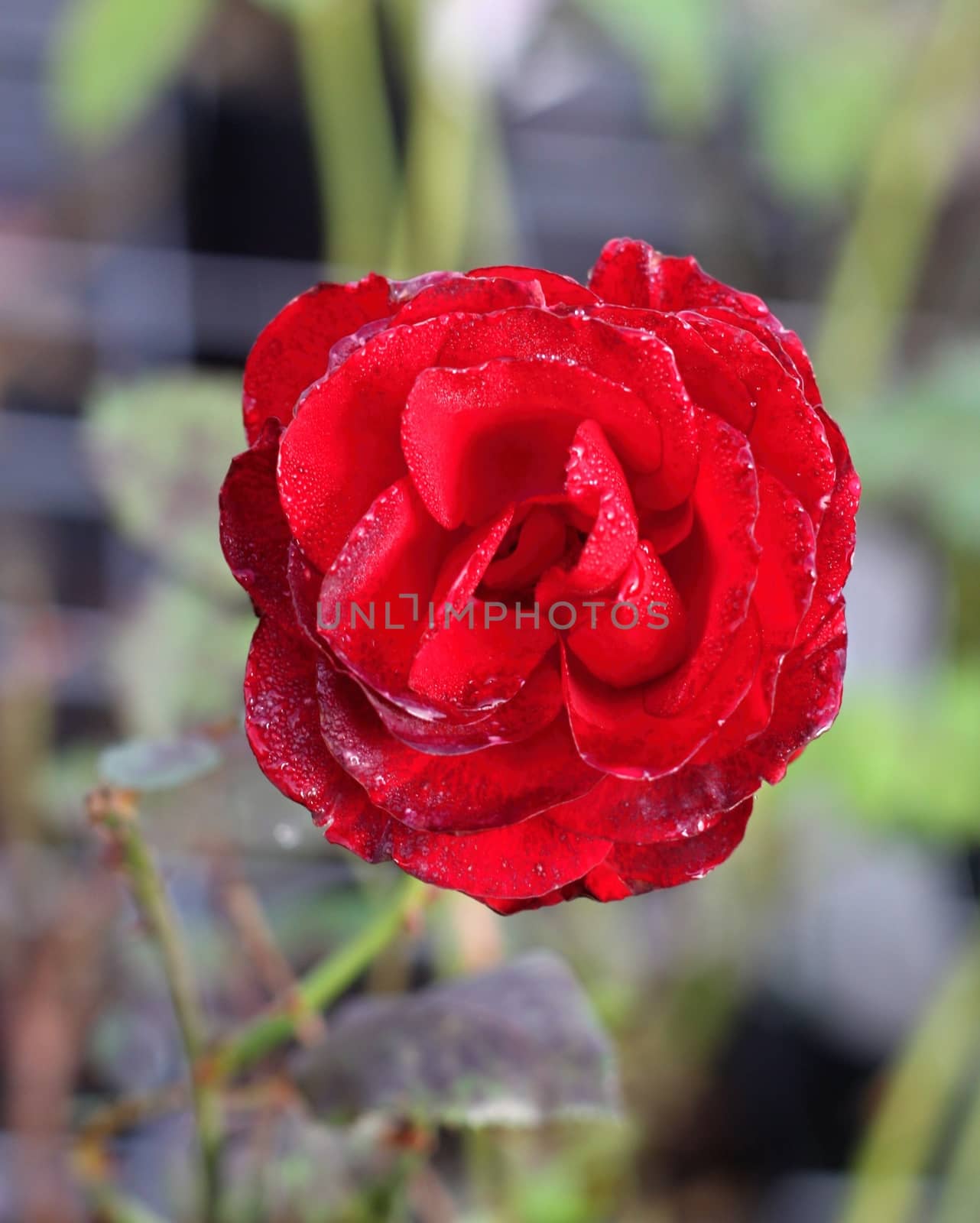 Red rose with raindrops  by jnerad