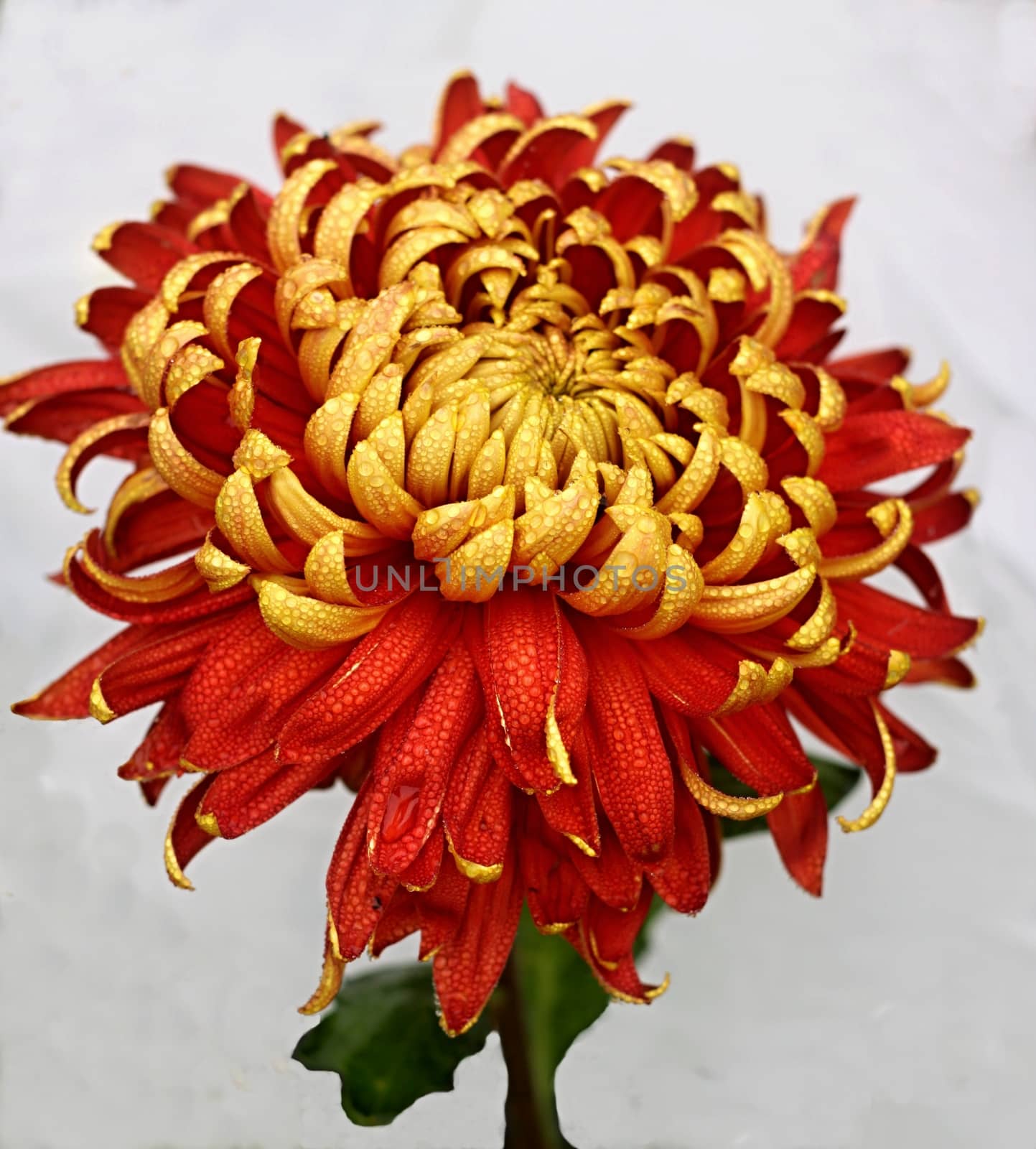 Gold and red dahlia in the rain and white background