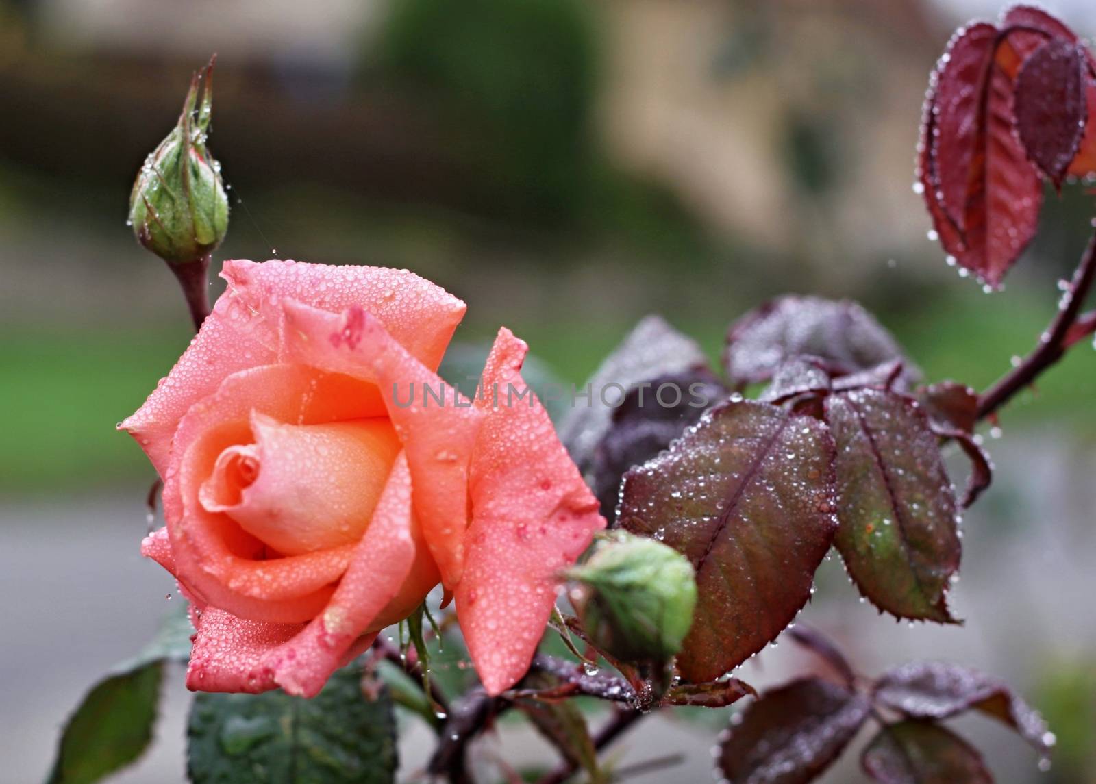 Beautiful rose with green and red  leaves in the rain