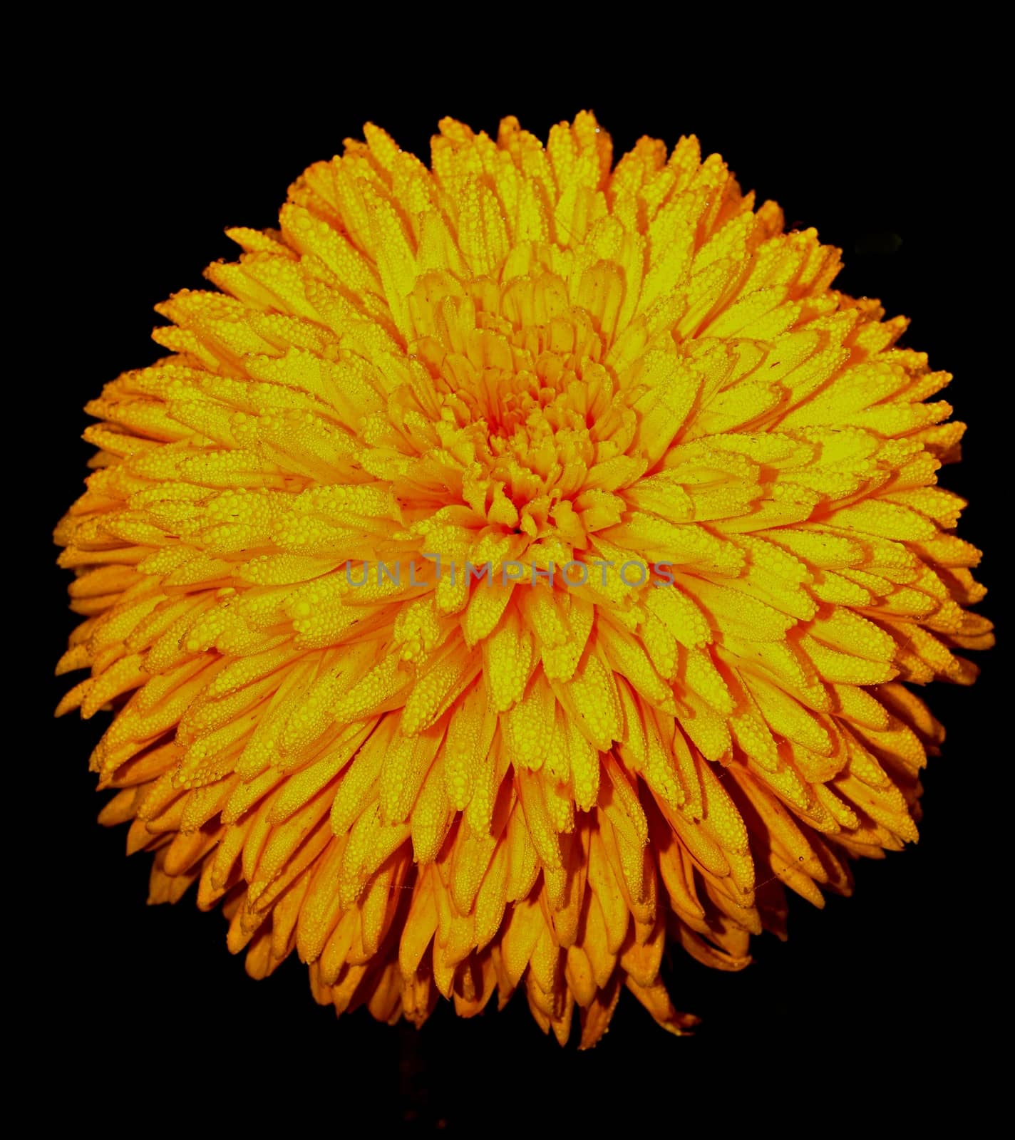 Yellow dahlia in the rain and black background