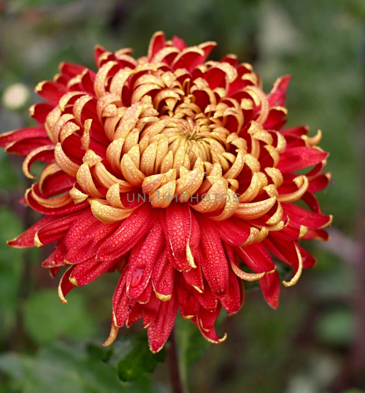 Gold and red dahlia  by jnerad