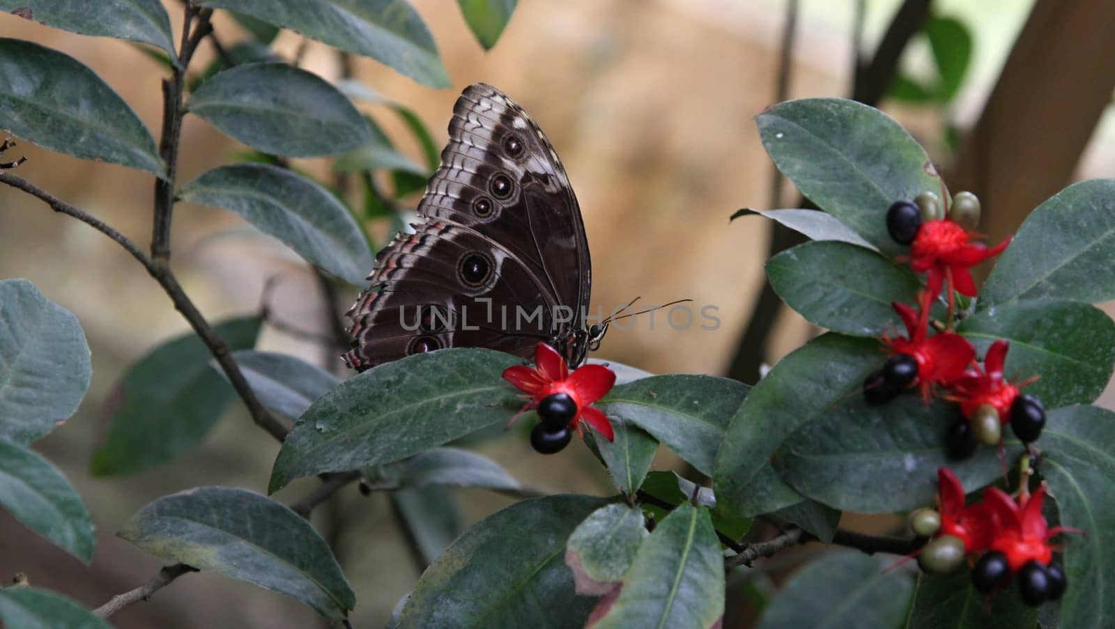 Brown butterfly on green leaves  by jnerad