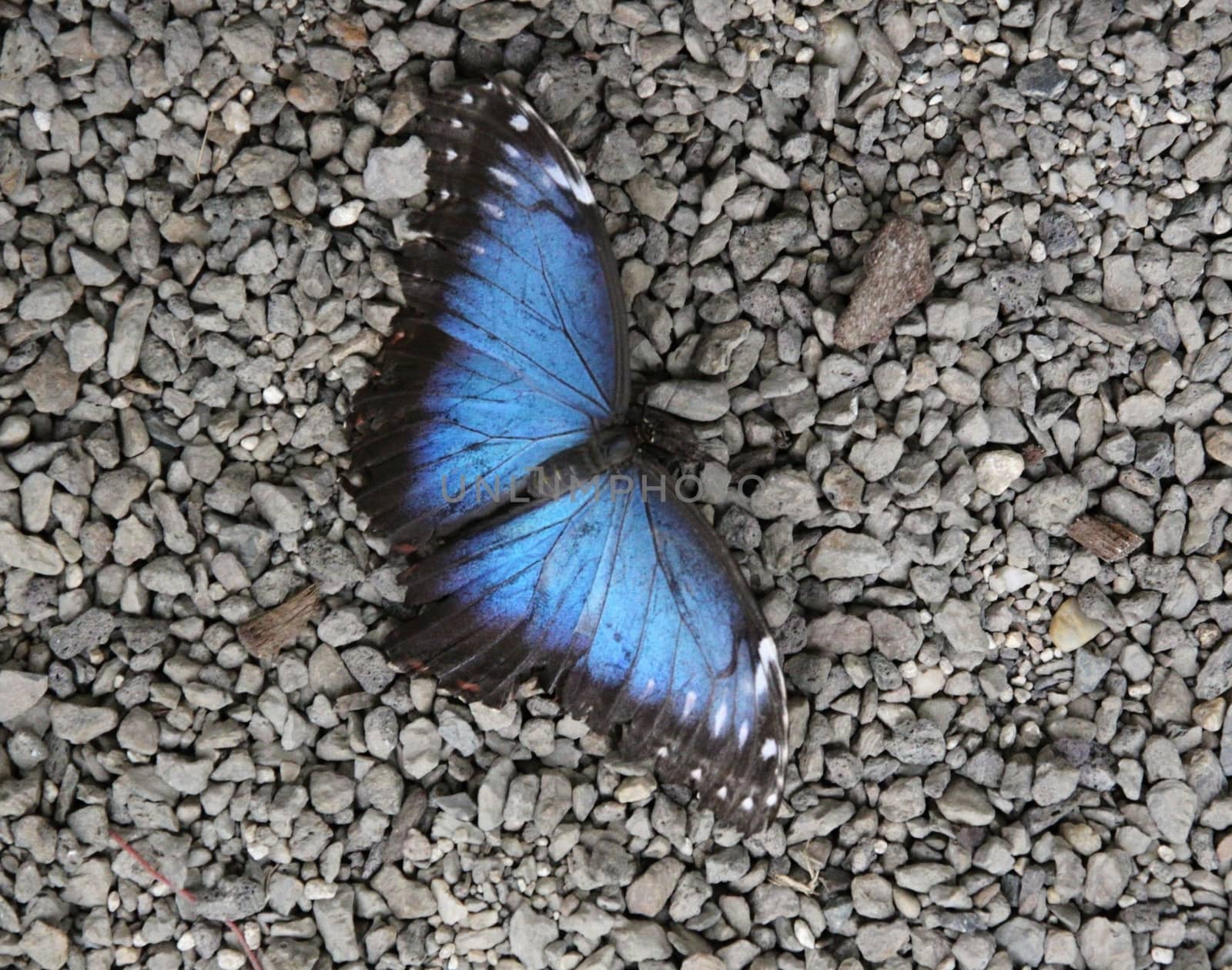 beautiful blue butterfly on small stones road