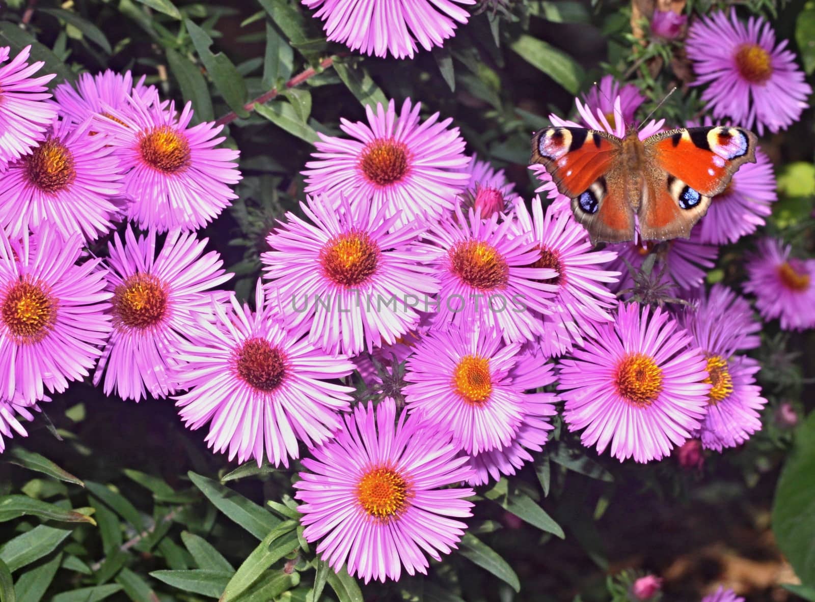 Butterfly on violet  flower of dahlia on the garden