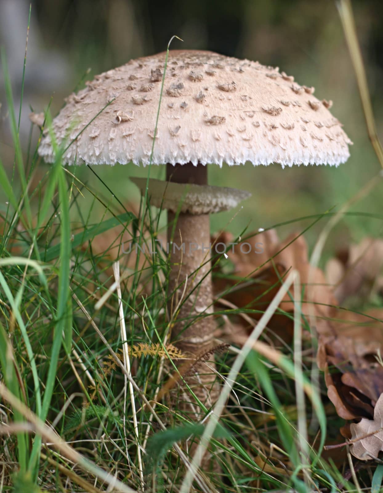 Mushroom grow on mossy ground closeup in autumn forest 