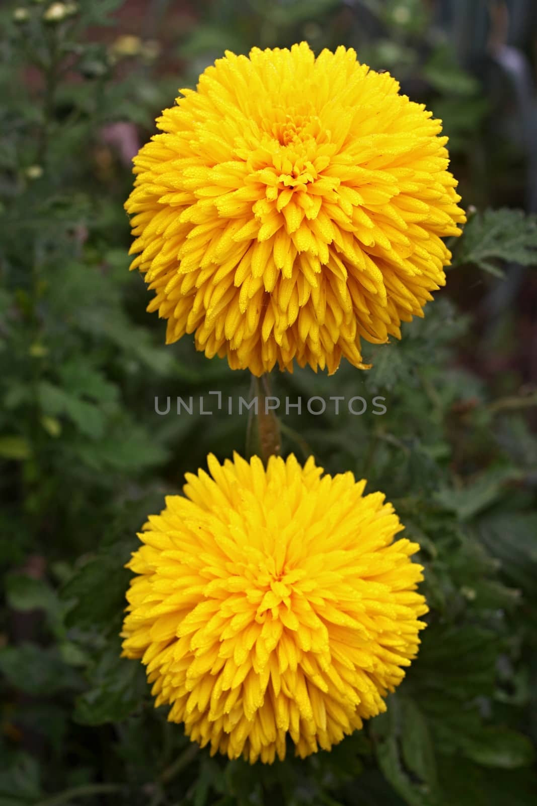 Two Yelow dahlia in the rain and green background