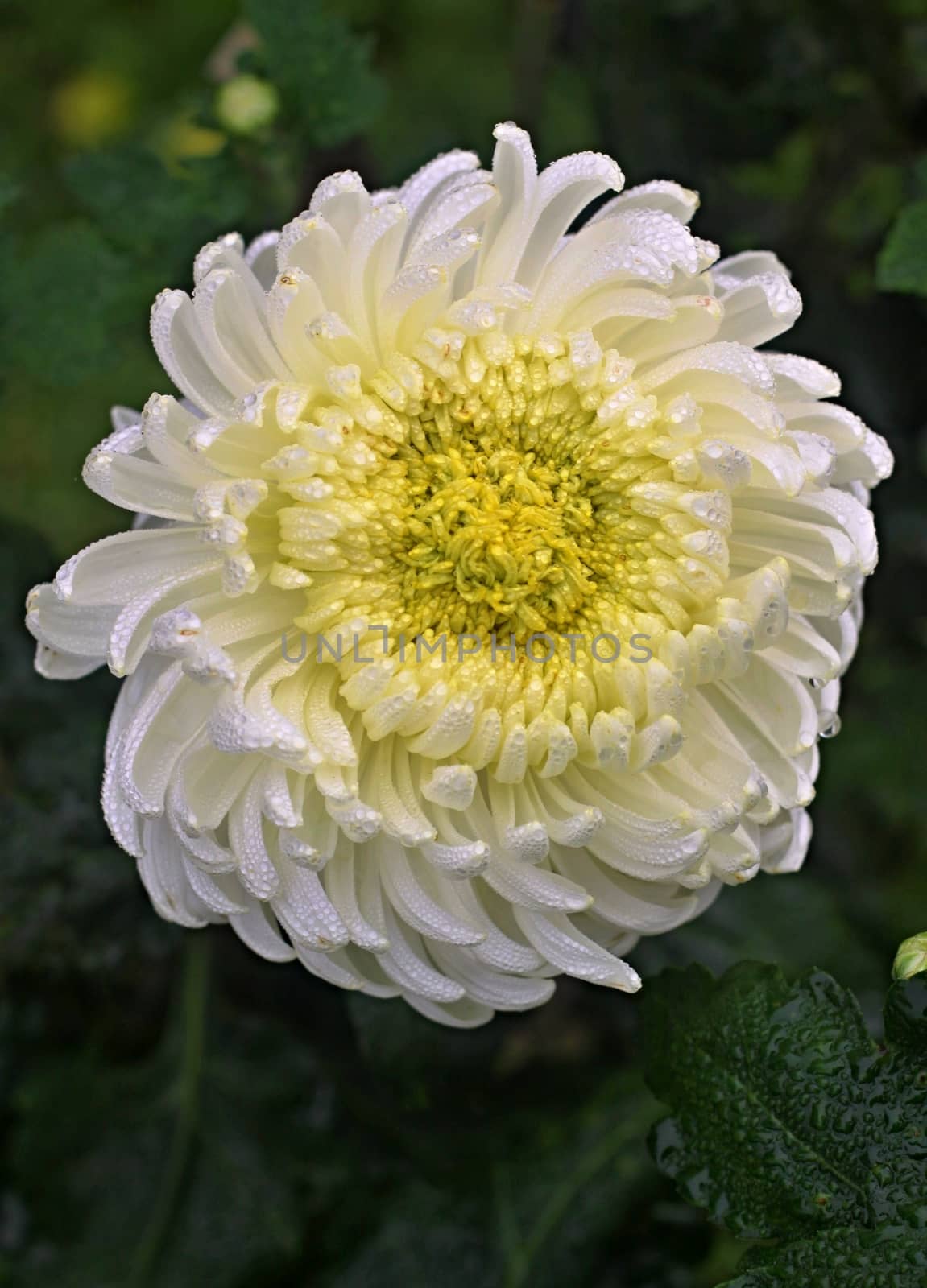 White/yellow dahlia in the rain and green leaves