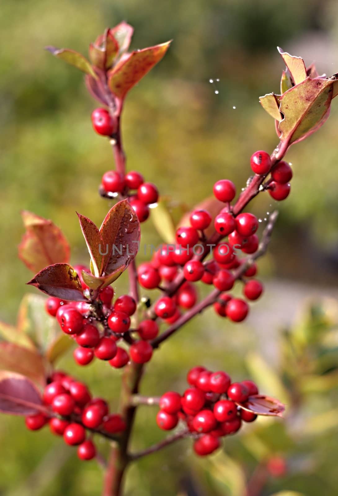 red berries holly in autumn and wet leaves with green background