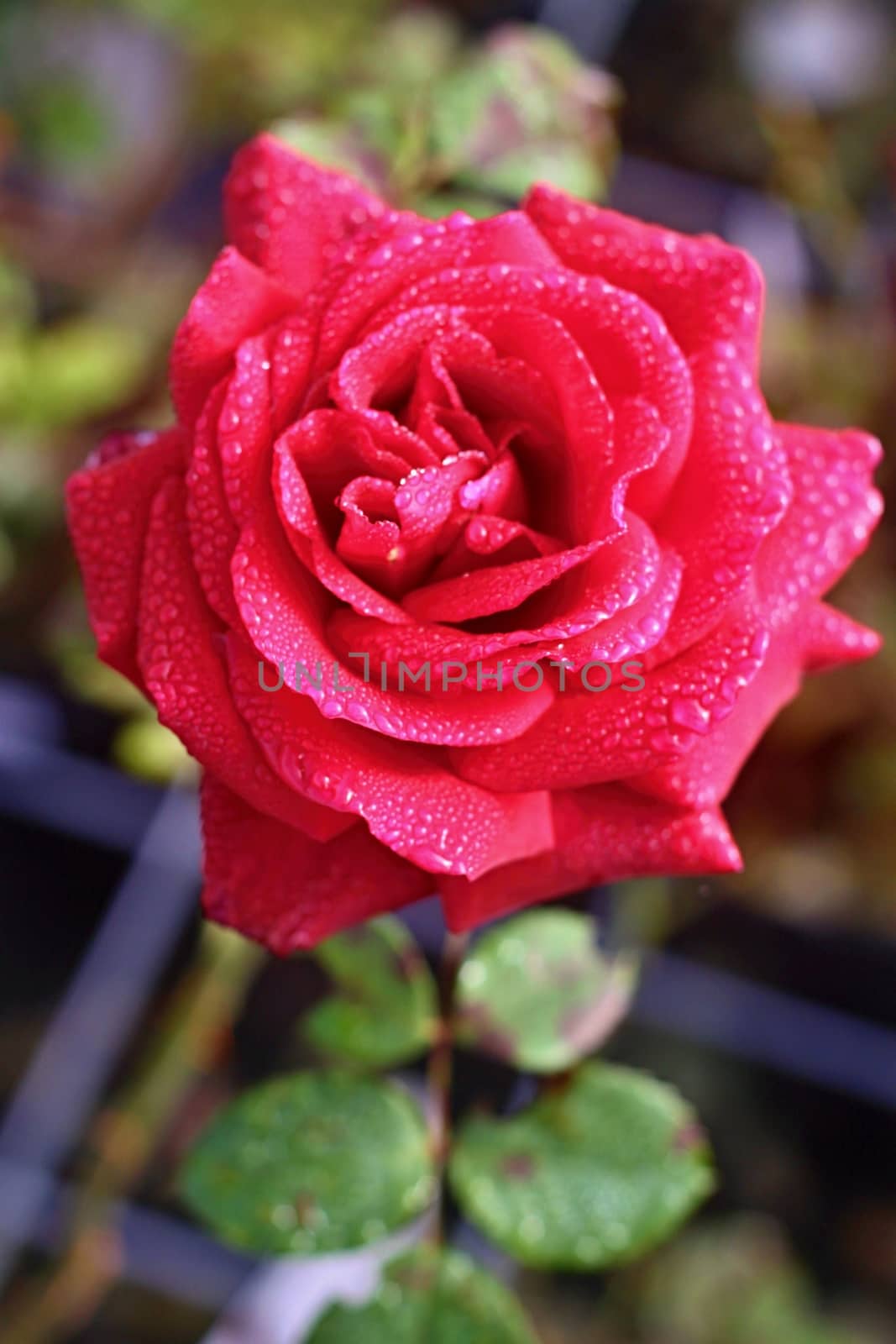 Red rose with raindrops and green leaves