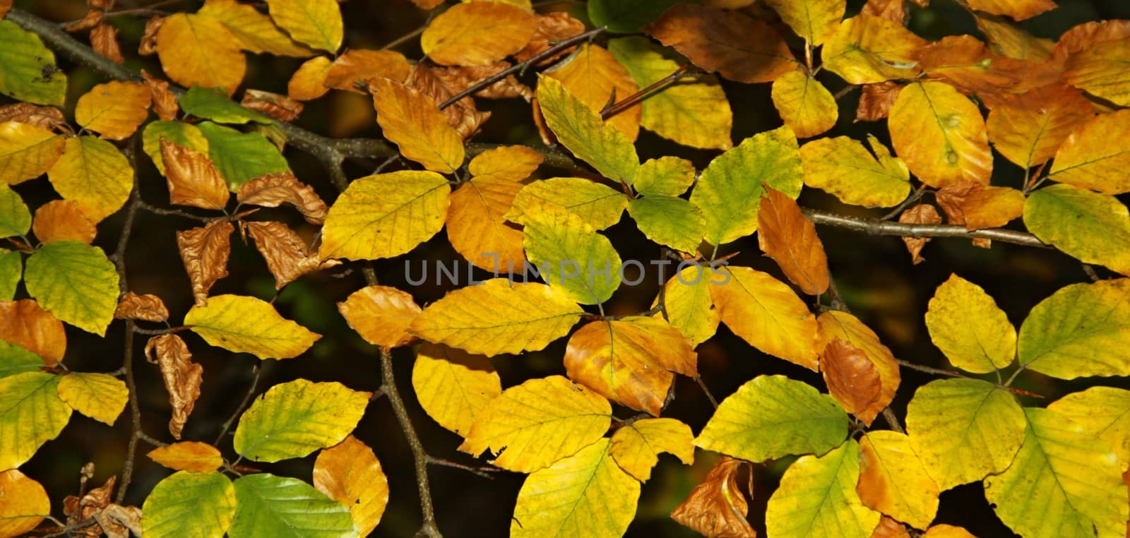 autumn leaves close up background and autumn colours 