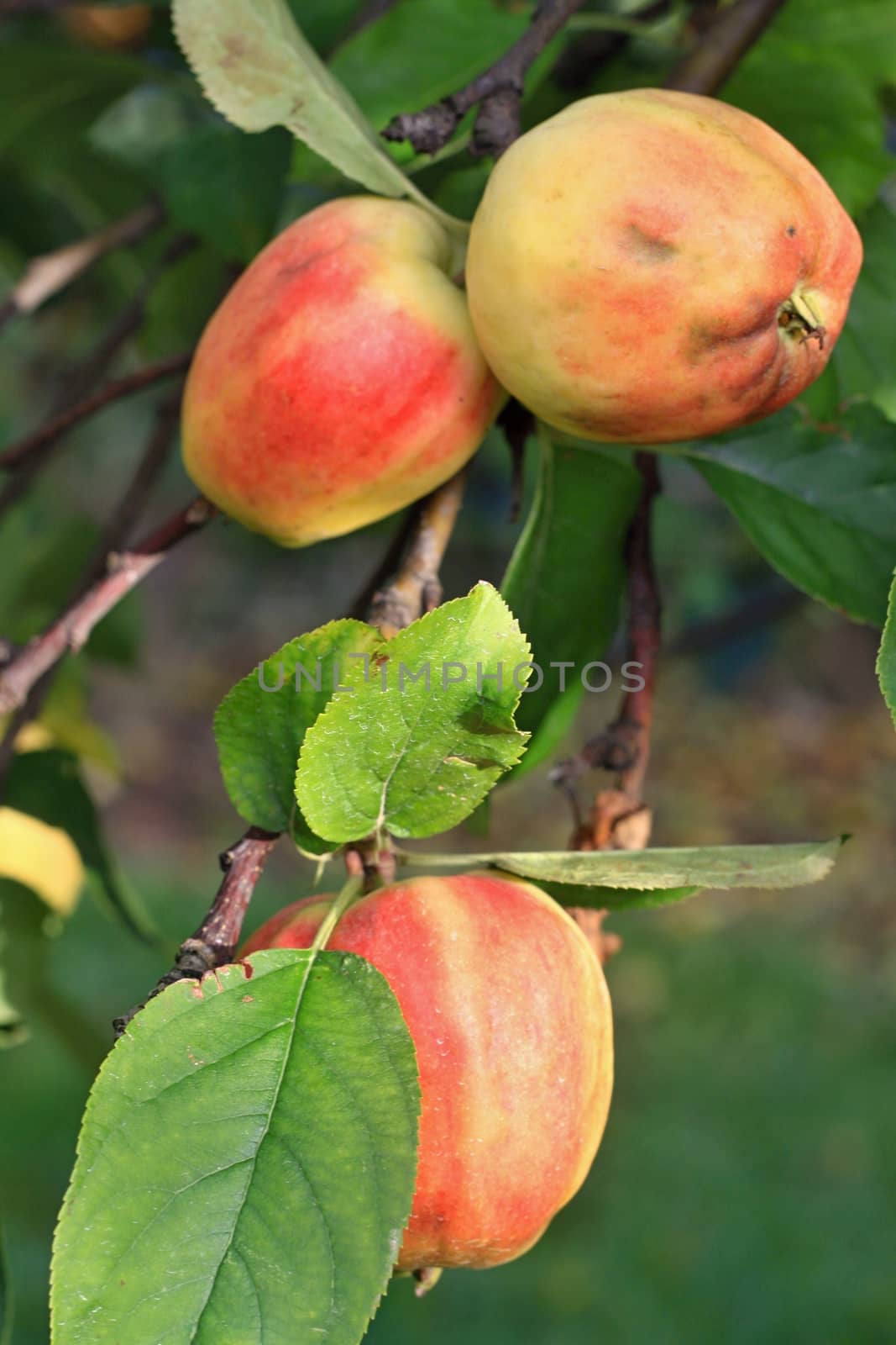 Apple on the tree  in plantation and green leaves