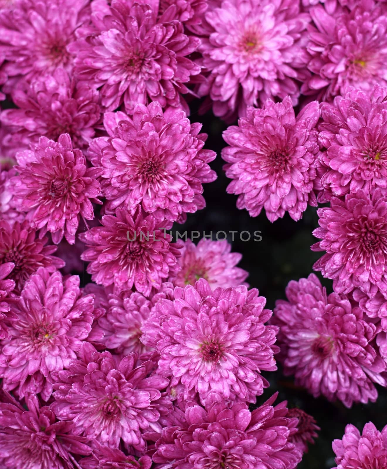 Many Violet  asters on the garden  with black background