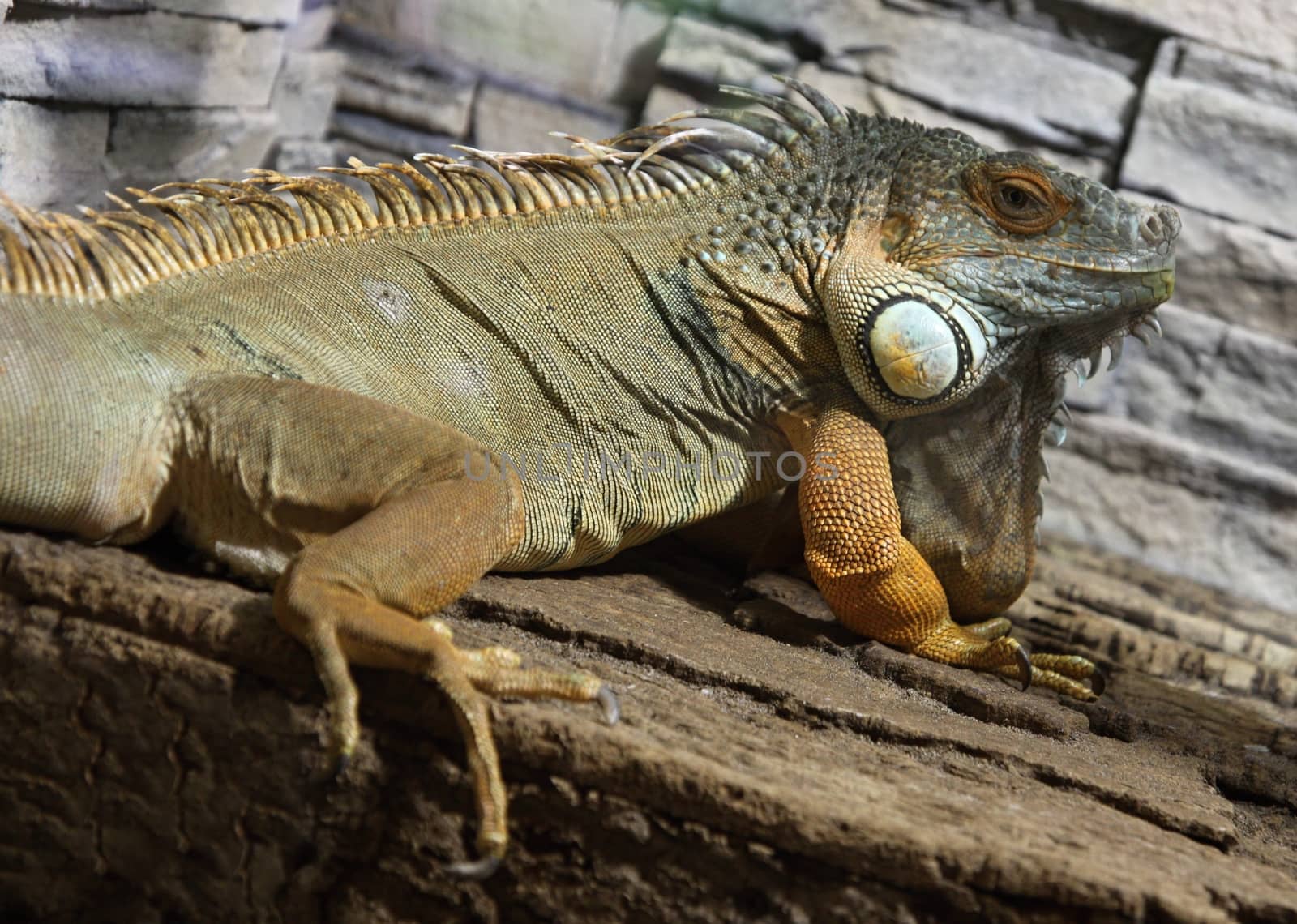 Colored male Green Iguana by jnerad