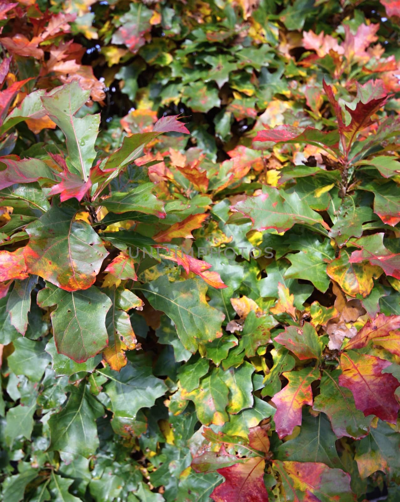 Autumn leaves background with green,red and yellow leaves