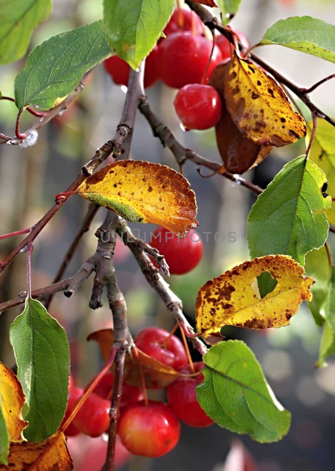 Decorative small apples on the tree with leaves