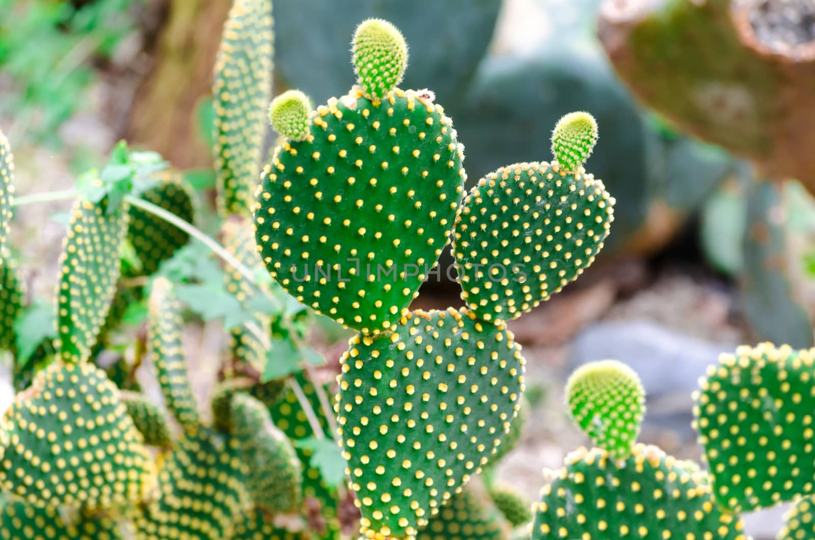 Cactus, Opuntia by JFsPic