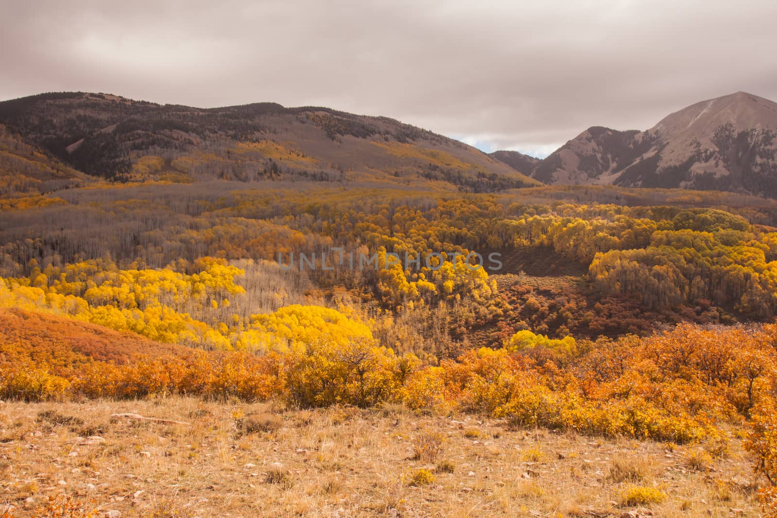 Manti La Sal National Forest with the La Sal Mountains on the horizon