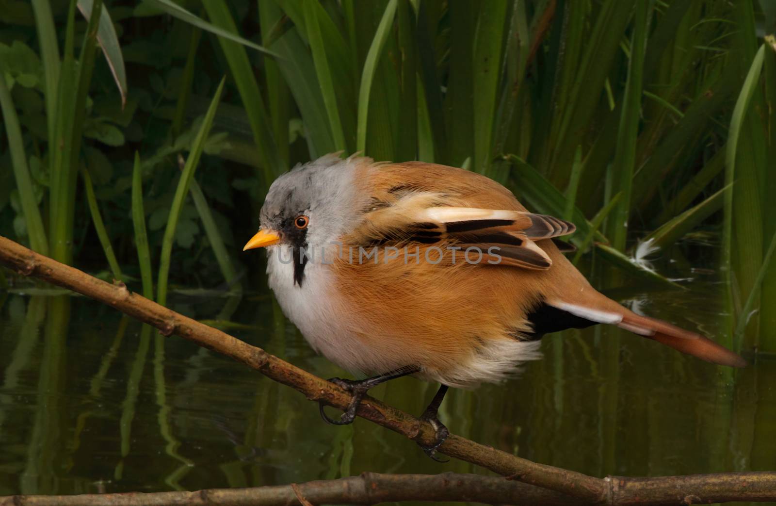A young male Bearded Tit seen close to dense vegitation where it often seeks refuge.