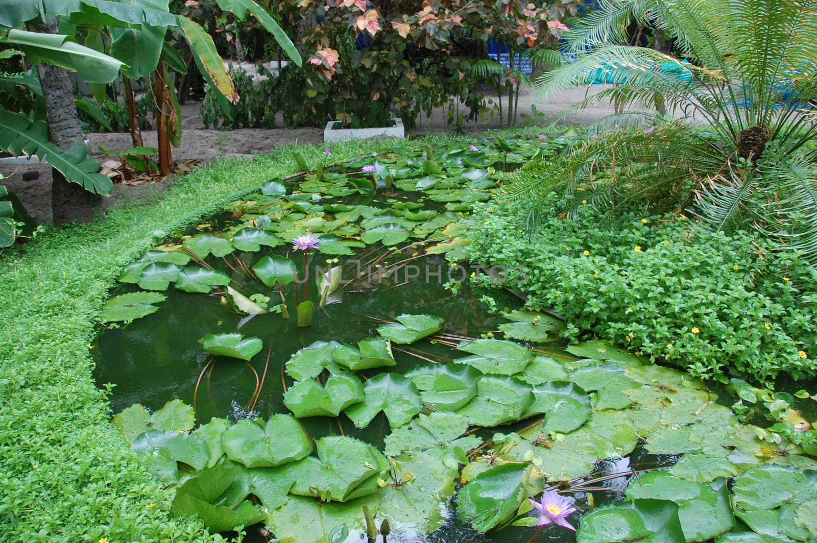 Water plants garden at Maldives island by danemo