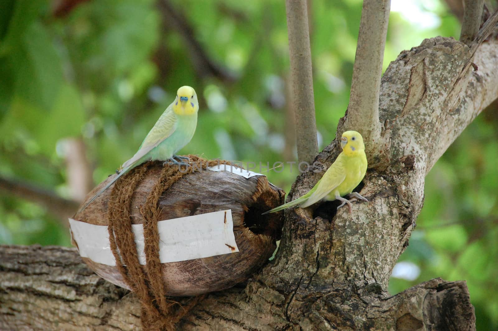 Yellow green parrots at coconut nest tree Maldives by danemo