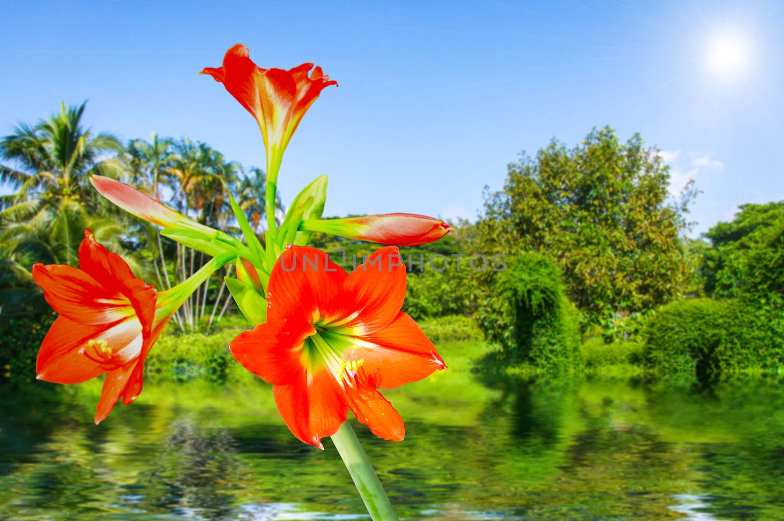 The beautiful of Amaryllis on natural background.